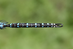 Rhionaeschna dugesi