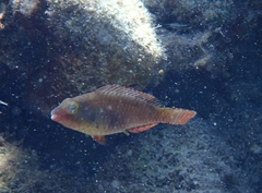 Sparisoma cretense