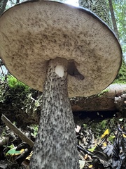 Leccinum scabrum melaneum