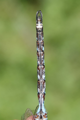 Rhionaeschna dugesi
