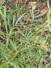 Salix interior