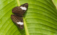 Adelpha ethelda eponina