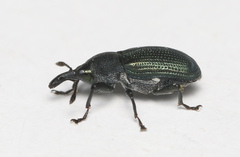 Magdalis violacea