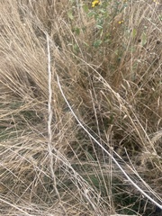 Thinopyrum obtusiflorum