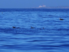 Puffinus mauretanicus