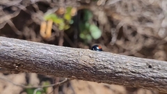 Coccinellidae