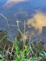 Digitaria sanguinalis