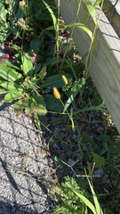 Setaria parviflora