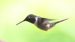 Philodice mitchellii