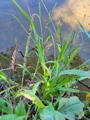 Digitaria sanguinalis