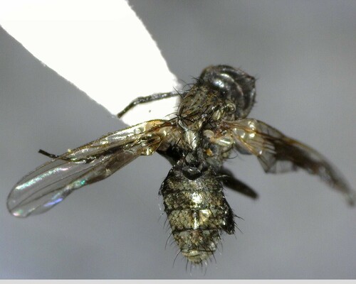 iNaturalist observation photo of Flies