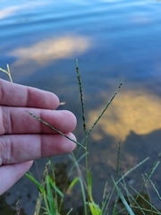 Digitaria sanguinalis