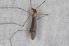 Tricyphona