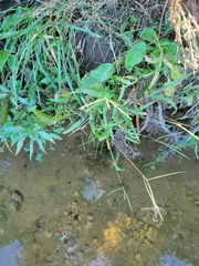 Digitaria sanguinalis