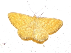 Scopula immorata