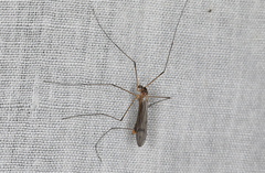 Tricyphona