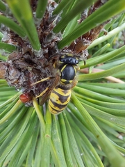 Vespula vulgaris