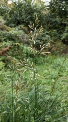 Poa pratensis