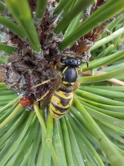 Vespula vulgaris