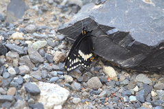 Papilio indra