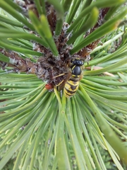 Vespula vulgaris