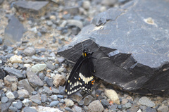 Papilio indra