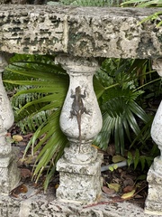 Agama picticauda