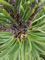 Vespula vulgaris