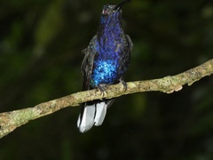 Campylopterus hemileucurus