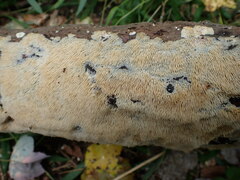 Radulomyces copelandii