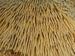 Radulomyces copelandii