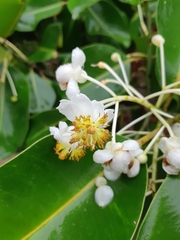 Calophyllum