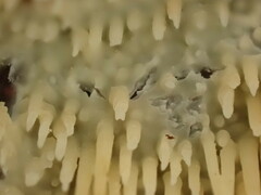 Radulomyces copelandii