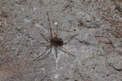 Lacinius horridus