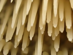 Radulomyces copelandii