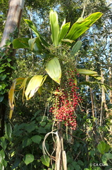 Cordyline manners-suttoniae