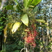 Cordyline manners-suttoniae - Photo (c) sea-kangaroo, μερικά δικαιώματα διατηρούνται (CC BY-NC-ND), uploaded by sea-kangaroo