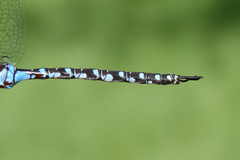 Rhionaeschna dugesi
