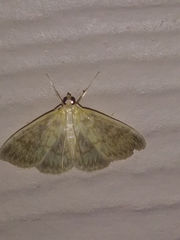 Crocidophora serratissimalis