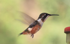 Philodice mitchellii