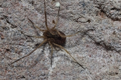 Lacinius horridus