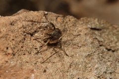 Lacinius horridus