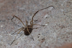 Lacinius horridus