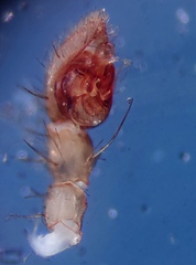 Cybaeodes mallorcensis