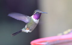 Philodice mitchellii