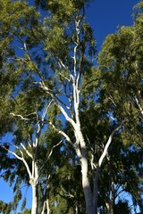Corymbia aparrerinja