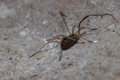Lacinius horridus