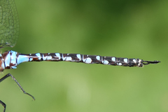 Rhionaeschna dugesi