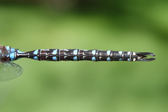 Rhionaeschna dugesi