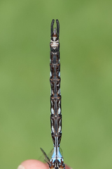 Rhionaeschna dugesi
